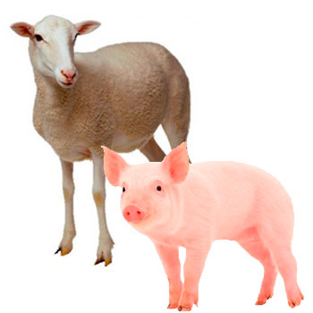 Sheep and pig products COPELE