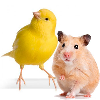COPELE Bird and Hamster Products