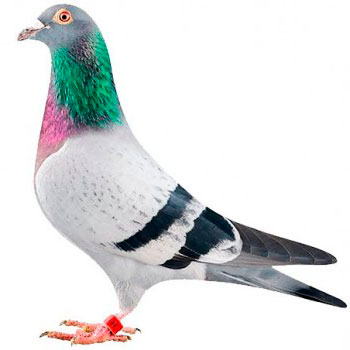COPELE pigeon products