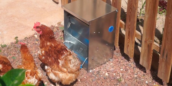 Safeed: New anti-bird and anti-rat automatic chicken feeder