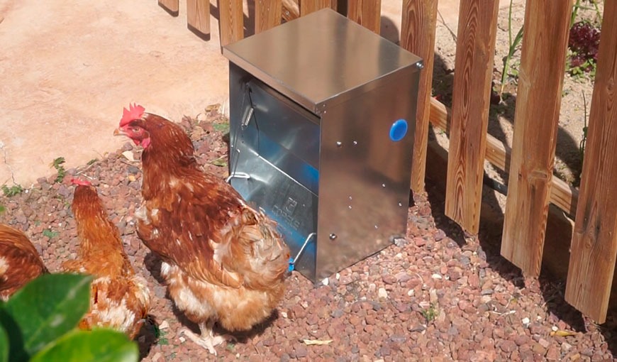 prosa Porque Predecesor Safeed: Nuevo comedero automático para gallinas antipájaros y antiratas -  COPELE