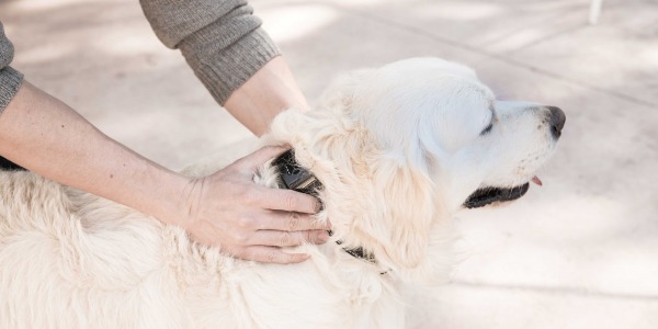 Comment contrôler les aboiements de votre chien