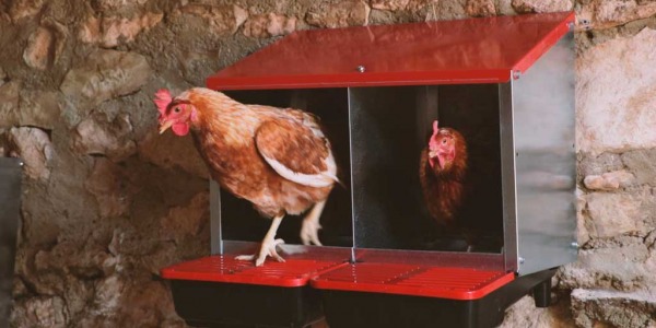 Cómo elegir un ponedero para tus gallinas