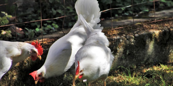White hen breeds that hardly anyone knows about