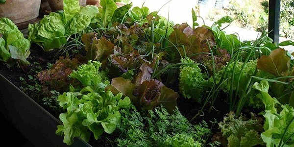How to grow your own organic vegetables