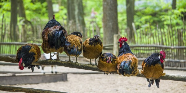 Consejos para instalar un huerto casero con avicultura de traspatio