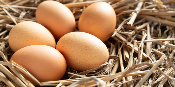 Conseils pour l'élevage de volailles afin d'éviter que les poules ne cassent les œufs