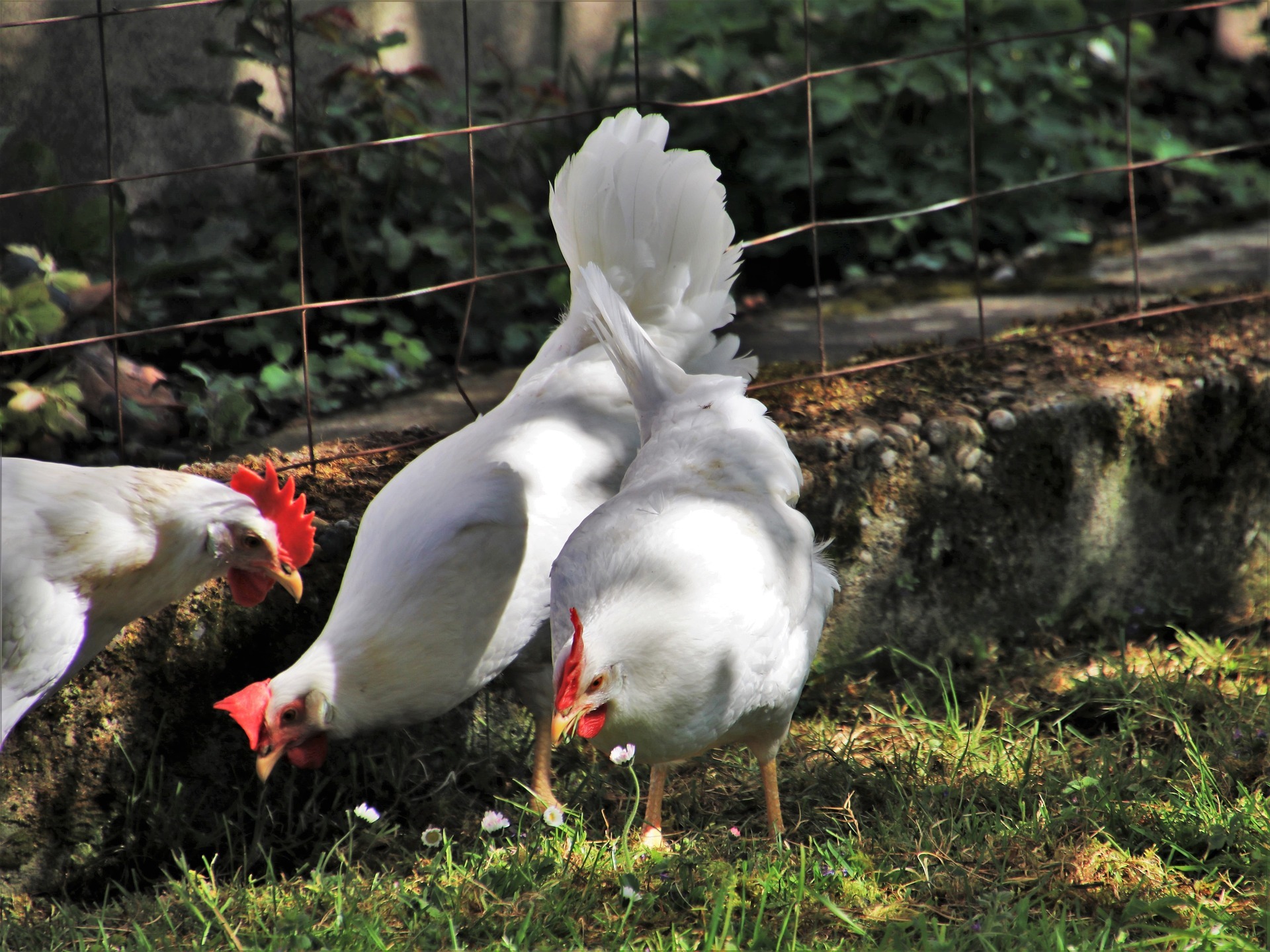 White hen breeds that hardly anyone knows about