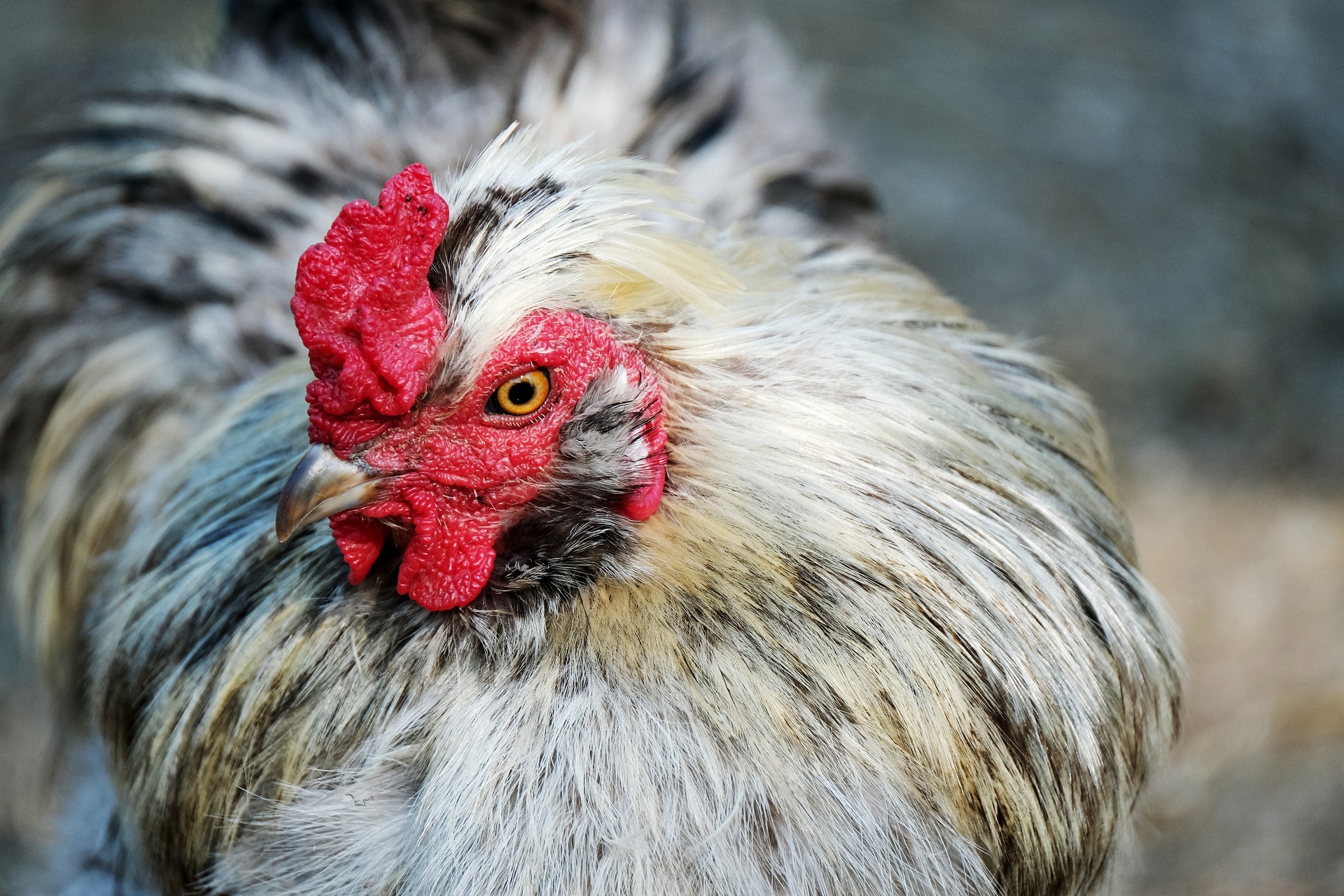 Signs to help you recognise a broody hen