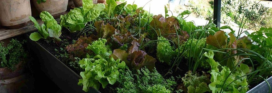 Cómo cultivar tus propios vegetales ecológicos