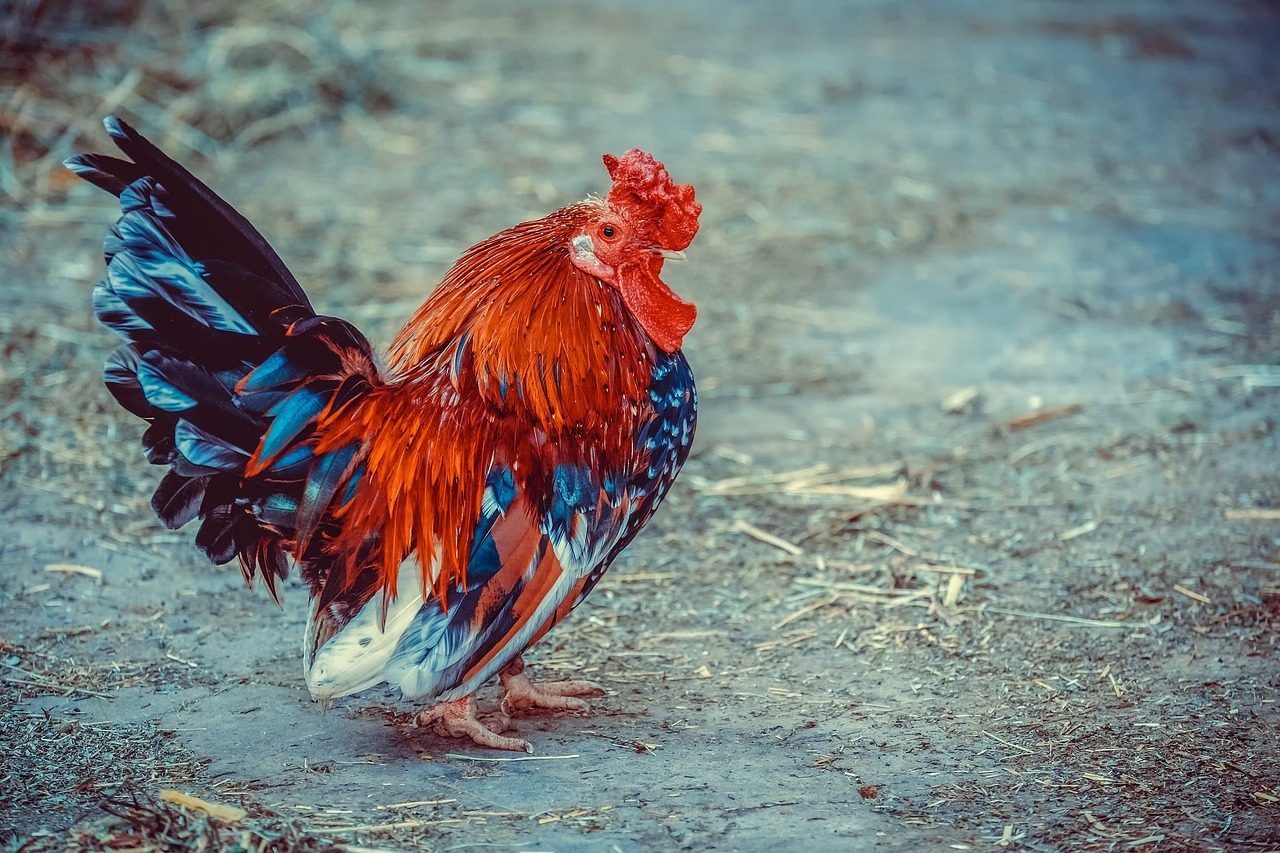  Descubre los beneficios de la cría de gallinas en la avicultura
