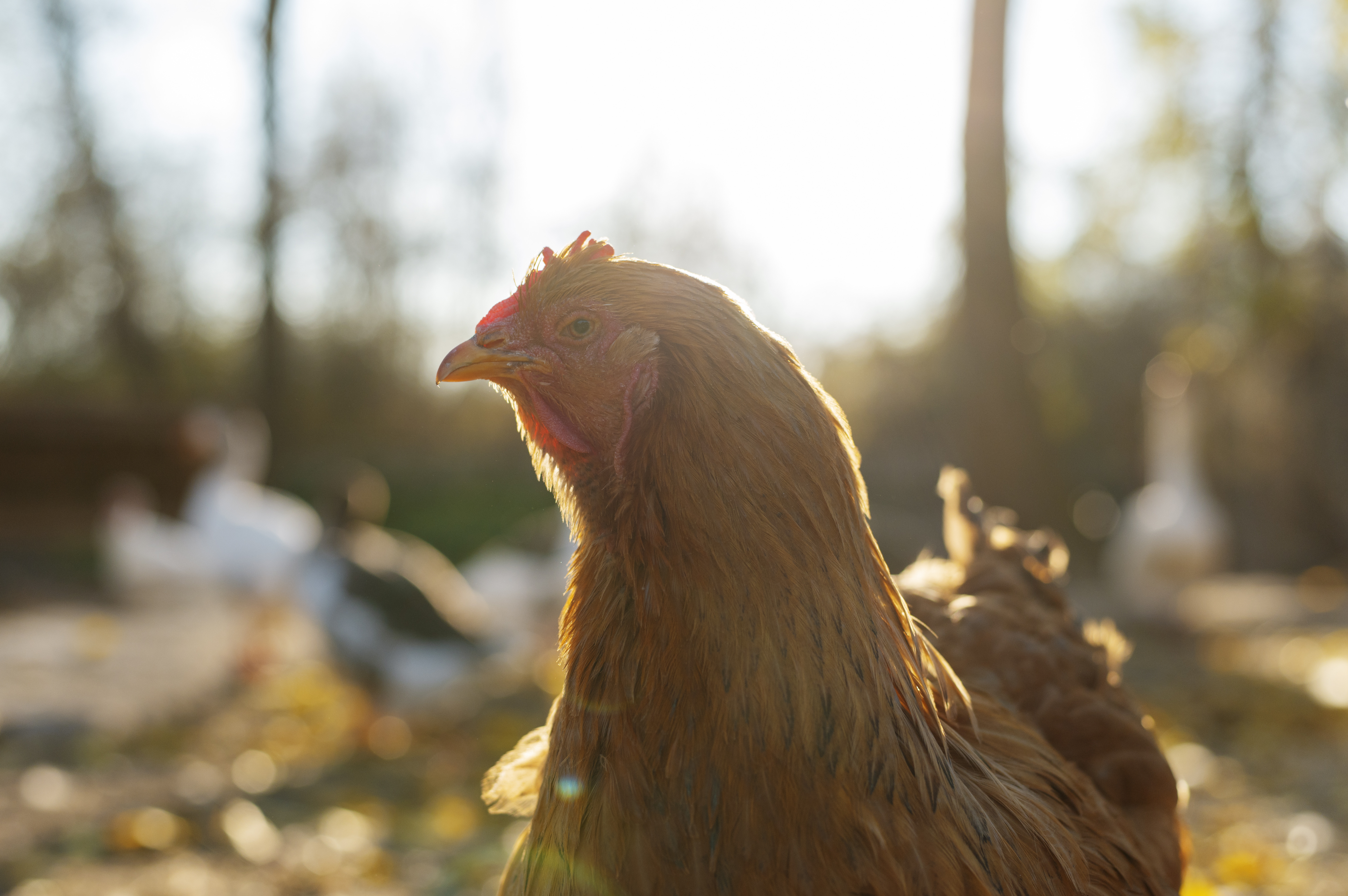 How much water do hens need to drink every day?